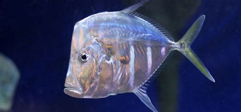 Vomer fish: description with photo, where it lives, what .